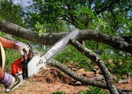 How Our Tree Care Process Works  in  Lewisburg, TN